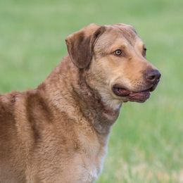 Scrappy - Chesapeake Bay Retriever