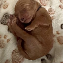 Goldendoodle Puppies from Miss Cindy’s Doodles