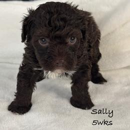 Sally - Chocolate female Yorkipoo puppy in Waldorf, Maryland from Luv My Yorkies, LLC