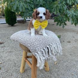 Yoshi - Blenheim male Cavalier King Charles Spaniel puppy in Shingle Springs, California from California Spaniels