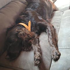 Boykin Spaniel and English Springer Spaniel All Grown Up from 31 Pines Springers & Retrievers