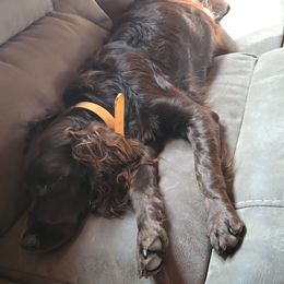 Boykin Spaniel and English Springer Spaniel All Grown Up from 31 Pines Springers & Retrievers