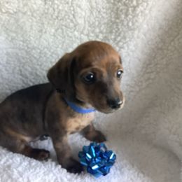 Dachshund Puppies from Bella’s Puppies