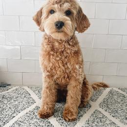 Goldendoodle and Golden Retriever Puppies from Canterbury Canines