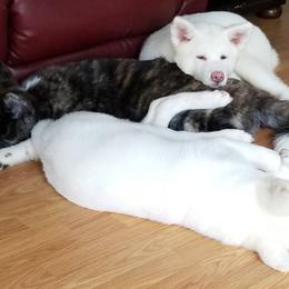 Japanese Akitainu Puppies from Four Seasons Akita (Shikisou)