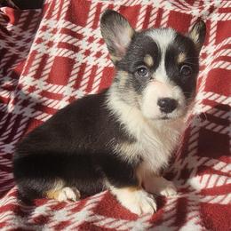 Fauna - Black and tan female Pembroke Welsh Corgi puppy in Castle Rock, Washington from Heckman Corgis