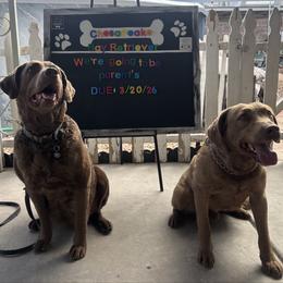 Chesapeake Bay Retriever puppies from Birdsview Chesapeake Kennel
