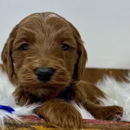 Blue Male - Apricot male Goldendoodle puppy in Great Falls, Montana from Montana Goldendoodles