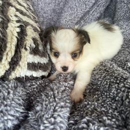 Laken's white and red sable girl - White and sable female Papillon puppy in Shirley, Arkansas from Lucky Pups