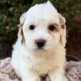 Blue - Chalk female Australian Labradoodle puppy in Auburn, Washington from West Valley Labradoodles