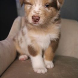 Australian Shepherd Puppies from Kiki's Aussies