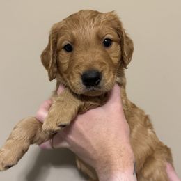 Boy Pick 1 - Golden male Golden Retriever puppy in Campobello, South Carolina from O’Shields Golden Paws