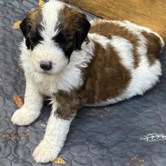 Girl 1 - Brown and white female Saint Berdoodle puppy in San Antonio, Texas from Mammoth Doodles