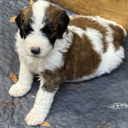 Girl 1 - Brown and white female Saint Berdoodle puppy in San Antonio, Texas from Mammoth Doodles