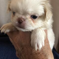 Girl 1 - Lemon and white female Japanese Chin puppy in Sandstone, Minnesota from Peaceful Garden Cavaliers