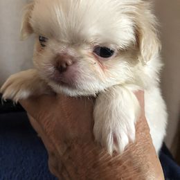 Girl 1 - Lemon and white female Japanese Chin puppy in Sandstone, Minnesota from Peaceful Garden Cavaliers