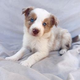 Red Female - Red merle female Border Collie puppy in Okeechobee, Florida from Cowtown Corgis & Border Collies