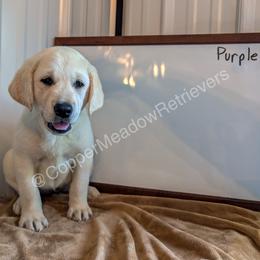 Poppi - Yellow female Labrador Retriever puppy in Atwater, Minnesota from Copper Meadow Retrievers