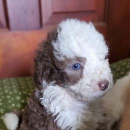 Honey - Brown and white female Sheepadoodle puppy in Bellevue, Iowa from Fluffy Wonders Poms and Doodles
