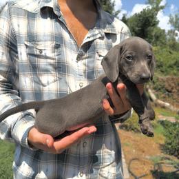Otis - Gray (blue) male Dachshund puppy in Augusta, Georgia from Cherokee Hill Dachshunds