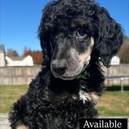Dante - Phantom male Poodle puppy in Denton, Maryland from Cajun Girl Kennels