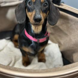 Teah - Dachshund