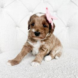 Anna - Red  female Goldendoodle puppy in Sterling, Illinois from Charley's Goldendoodles