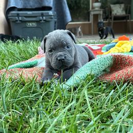 Stormi - Gray female Cane Corso puppy in Utah from 3Lake Kennelz