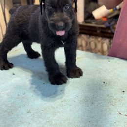 Boy 1 - Black male Giant Schnauzer puppy in Bois D’arc, Missouri from Down Low Kennels formerly LNL’s Giant Schnauzers and T9 Giants