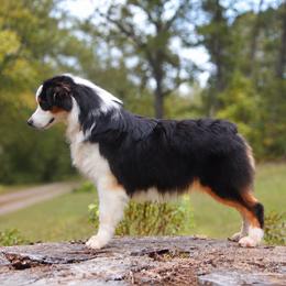 Boy 1 - Black tri-color male Australian Shepherd puppy in Newtown, Virginia from Sacré-Cœur Australian Shepherds