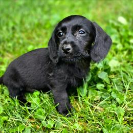 Portia - Black female Dachshund puppy in Lebanon, Ohio from Golden Acres Dachshunds