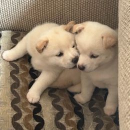 Shiba Inu from Oregon Coast Shibas