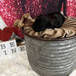 Aussiedoodle Puppies from Soap Creek Kennels