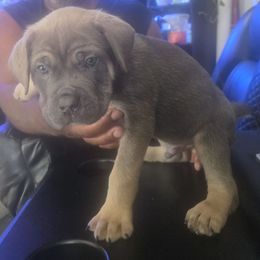 Blue fawn male 2 - Gray and fawn male Cane Corso puppy in Jacksonville, Florida from Fleming Cane Corso's