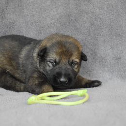 Green - Sable male German Shepherd puppy in Cherryville, North Carolina from Masky Kennel