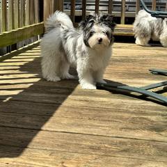 Biewer Terrier, Cavalier King Charles Spaniel, and Russian Salon Dog Puppies from Kilmaren Cavaliers and Born in the USA Biewer Terriers