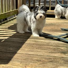 Biewer Terrier, Cavalier King Charles Spaniel, and Russian Salon Dog Puppies from Kilmaren Cavaliers and Born in the USA Biewer Terriers