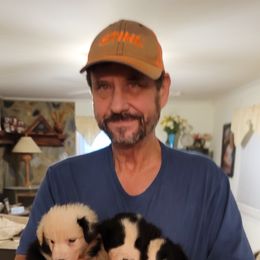 Border Collie Puppies from Bordercolliecouple