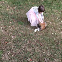 Bernedoodle Puppies from Bernedoodles of the Ozarks