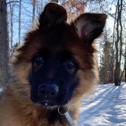 German Shepherd Puppies from Darkwing GSD