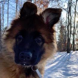 German Shepherd Puppies from Darkwing GSD