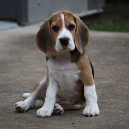 Great Dane and Beagle Puppies from Fleur de Lis
