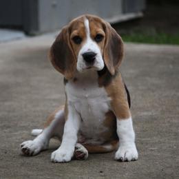 Great Dane and Beagle Puppies from Fleur de Lis
