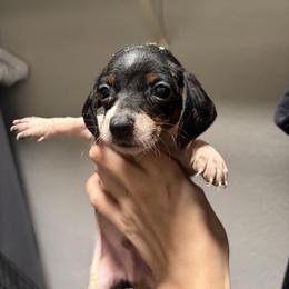 Jasper - Piebald male Dachshund puppy in Conroe, Texas from R&M Dachshunds