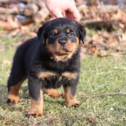 Rottweiler Puppies from Vom Kaiserreich Rottweilers