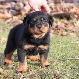 Rottweiler Puppies from Vom Kaiserreich Rottweilers