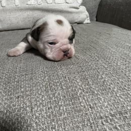 Bulldog Puppies from Angela's Kennel