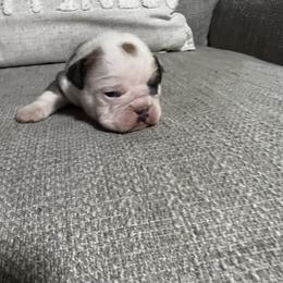 Bulldog Puppies from Angela's Kennel