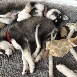 Alaskan Klee Kai Puppies from Lucky Charm Farms