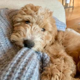 Goldendoodle Puppies from Lundee Doodles
